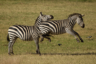 zebra